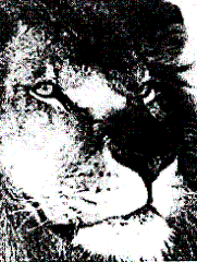  emblem