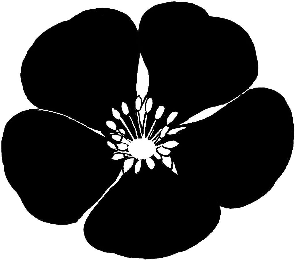 A hawthorn flower, with petals in black and stamens in white